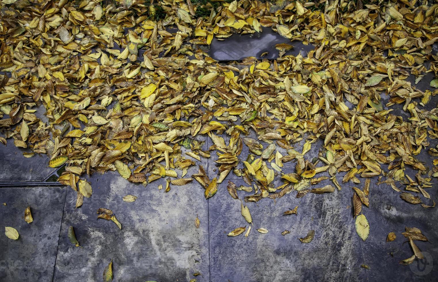 Outono folhas chão foto