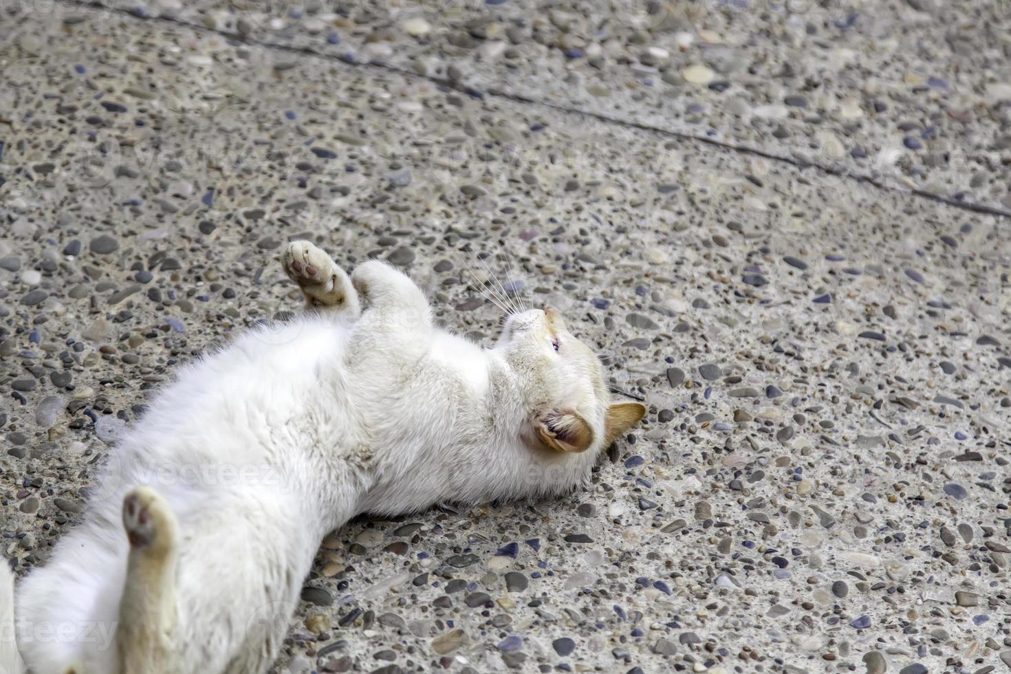 gato branco deitado na rua foto