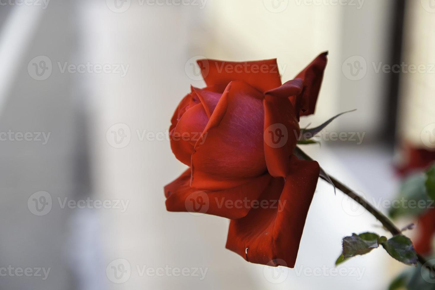 roseira de rosas vermelhas foto