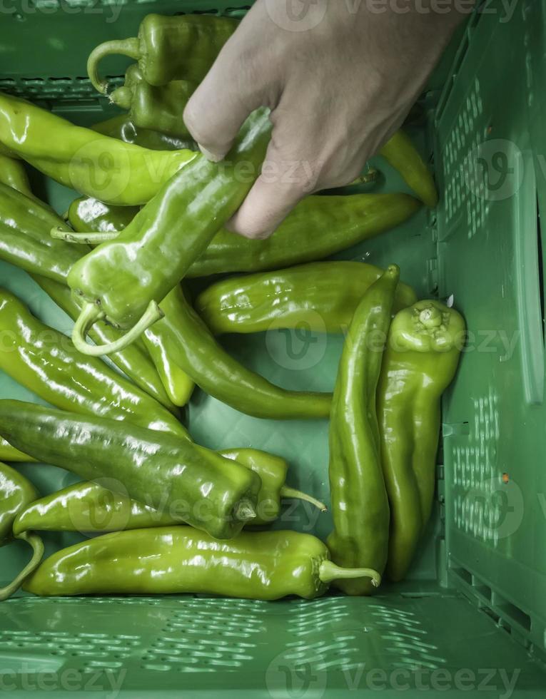 pimentas verdes espanholas em um mercado foto