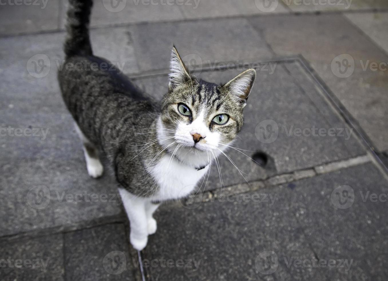 gato malhado olhando foto