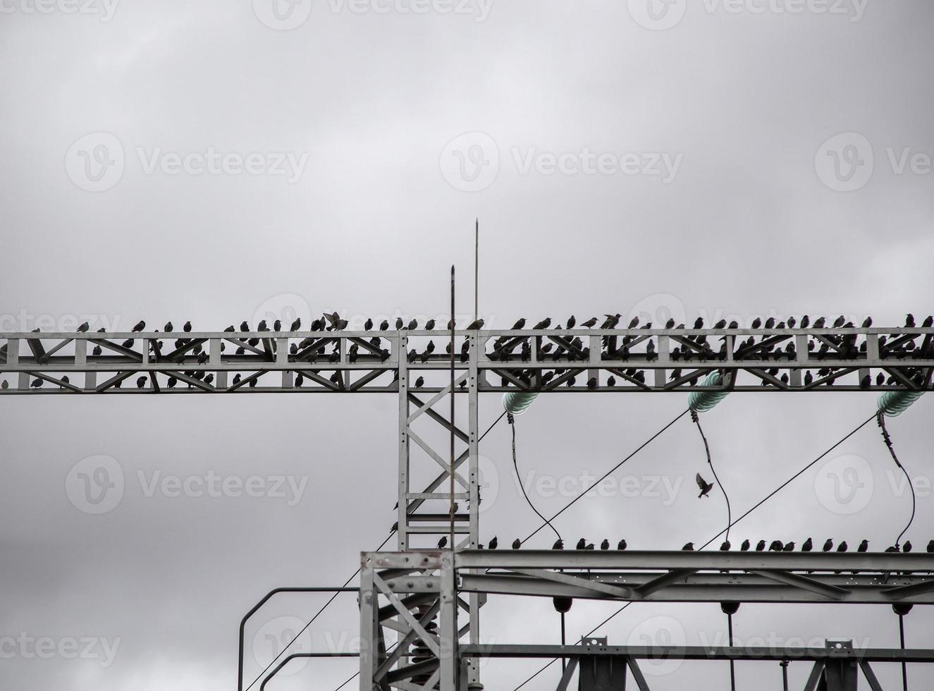 pássaros na torre elétrica foto
