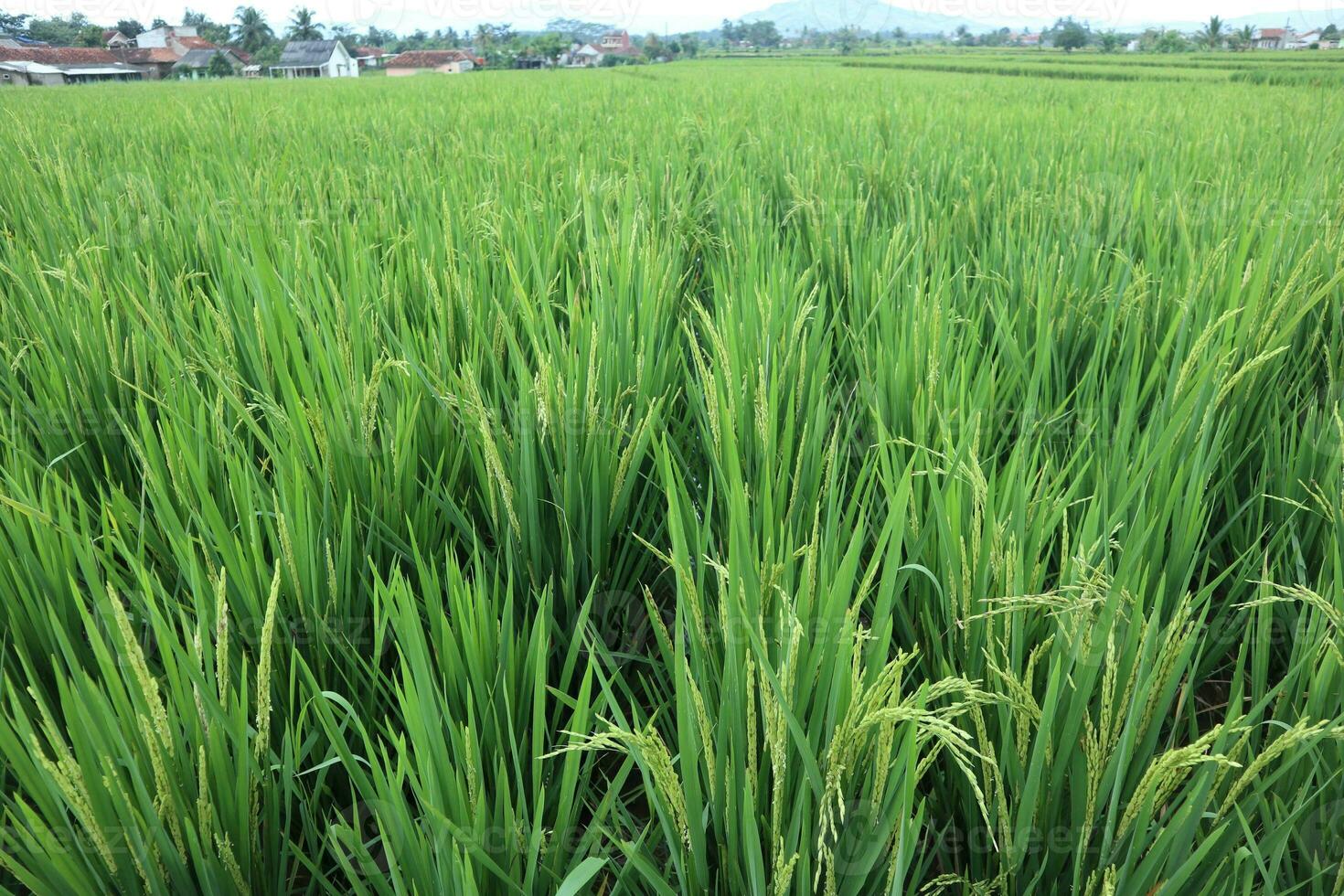 arroz plantas estão pronto para estar colhido foto