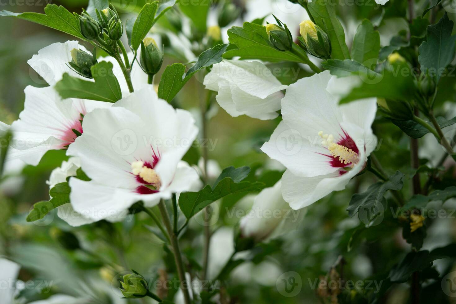 lindo branco hibisco flores em uma arbusto foto