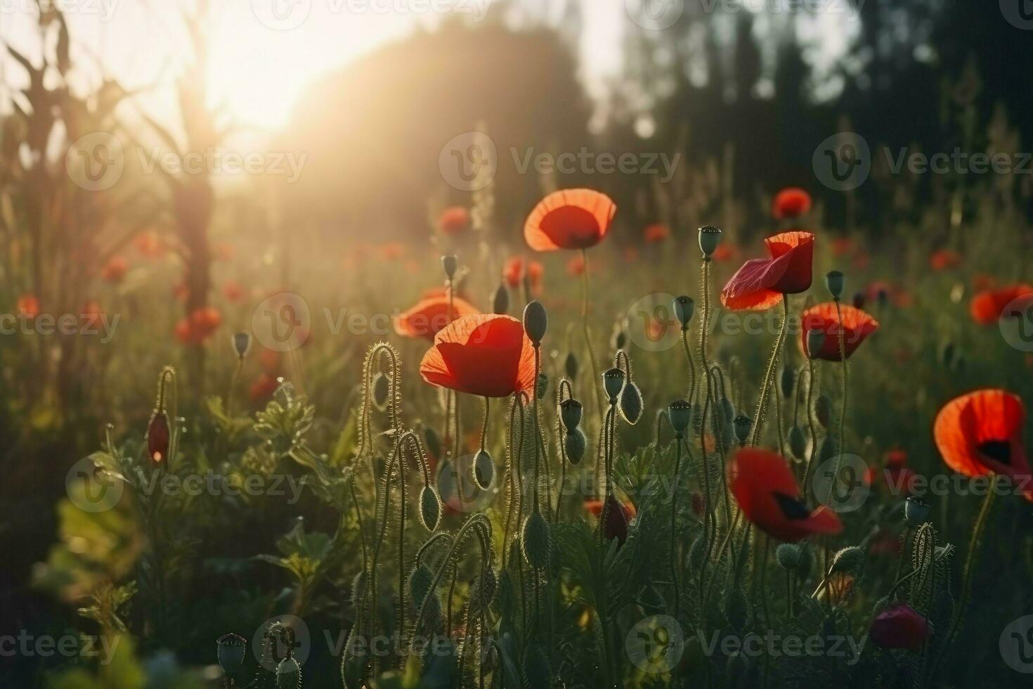 vermelho papoula flores pôr do sol. gerar ai foto