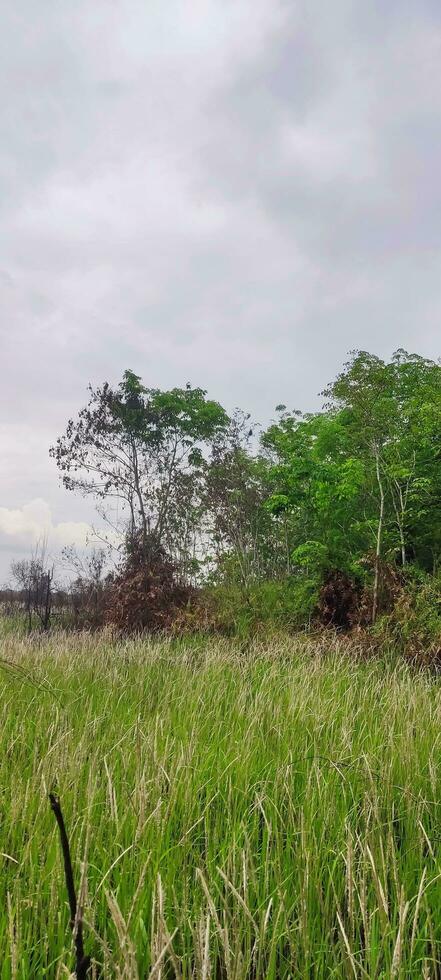 foto do Relva e nublado céu