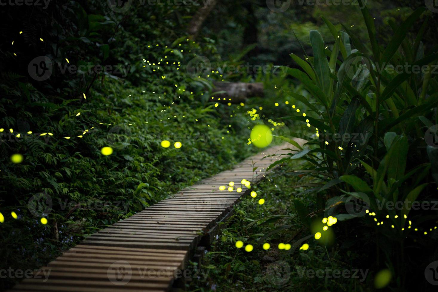 vaga-lumes no mato à noite em taiwan foto