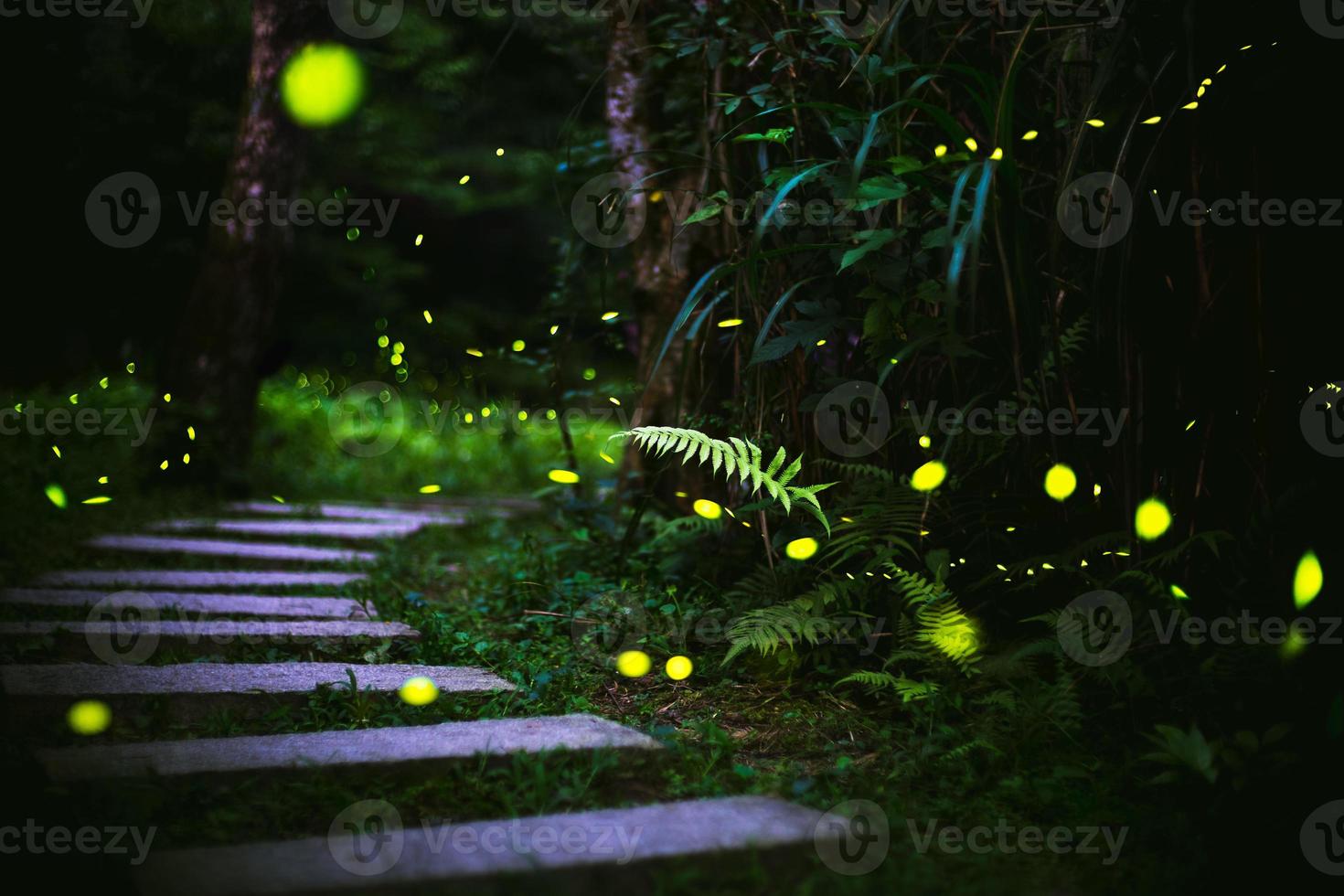 vaga-lumes no mato à noite em taiwan foto