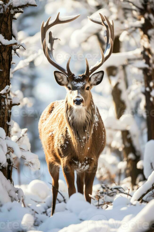 veado forrageamento dentro uma coberto de neve região selvagem representando animais selvagens luta dentro extremo frio foto