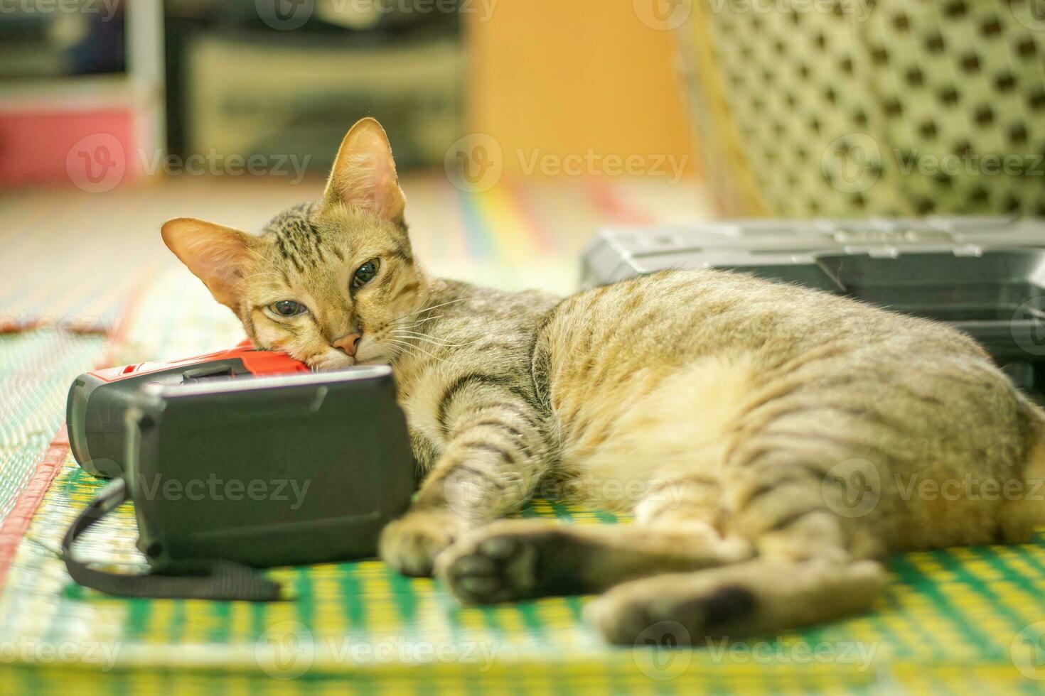 listrado Castanho gato olhando lateralmente.tabby gato dormindo em a chão deitado foto