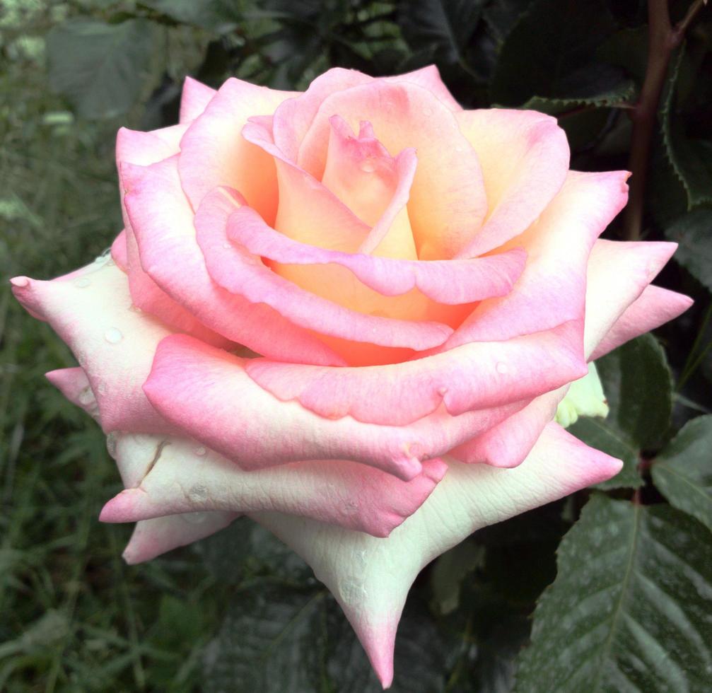 uma rosa em plena floração foto