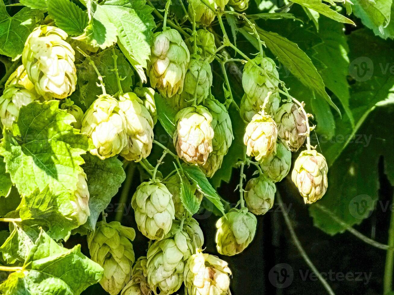 amadurecimento dentro outono do fresco verde pulo cones em uma ramo. usava para fazer cerveja, pão, dentro medicamento, farmacologia, fechar-se foto