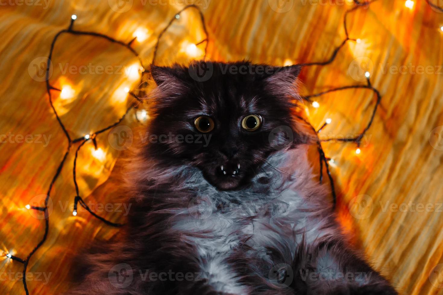 um gato e luzes de natal foto