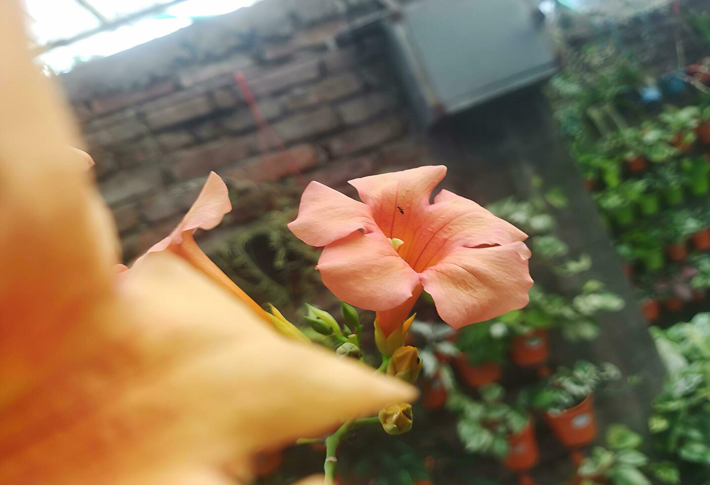 natural lindo do laranja cor ampsis grandiflora, chinês trompete rastejador galhos ou vigoroso trompete videira é uma gênero do floração plantas . foto