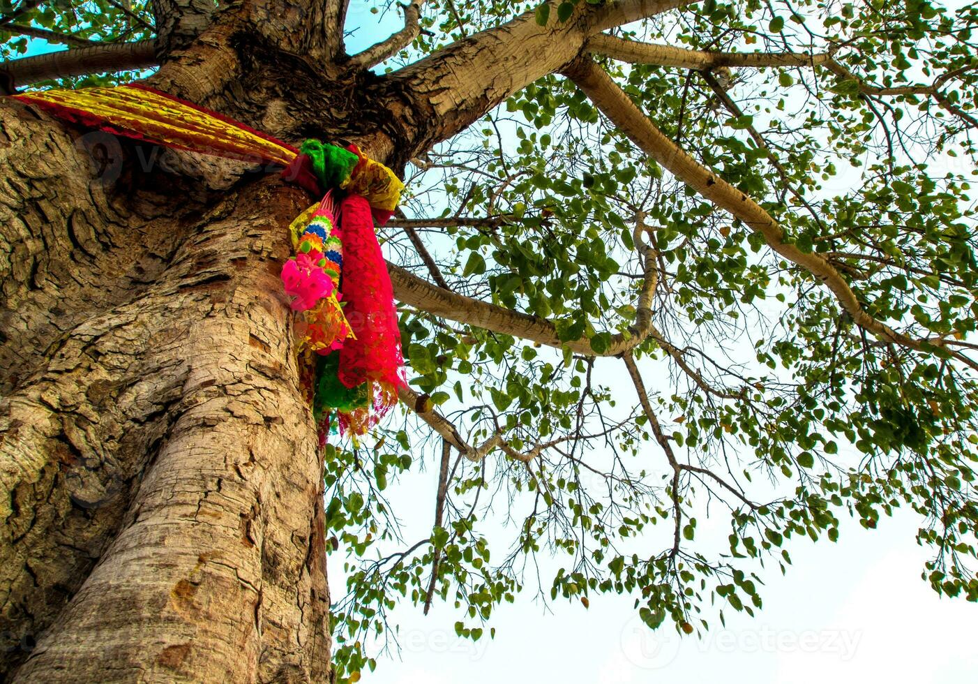 as fitas coloridas na árvore sagrada bodhi foto