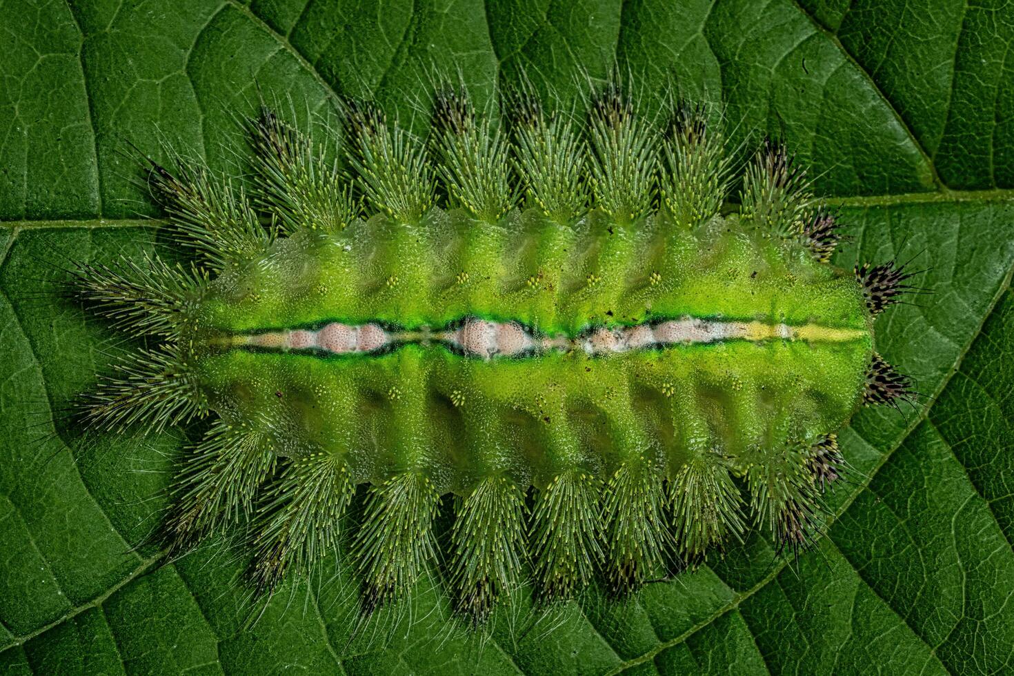 traça larva verde foto