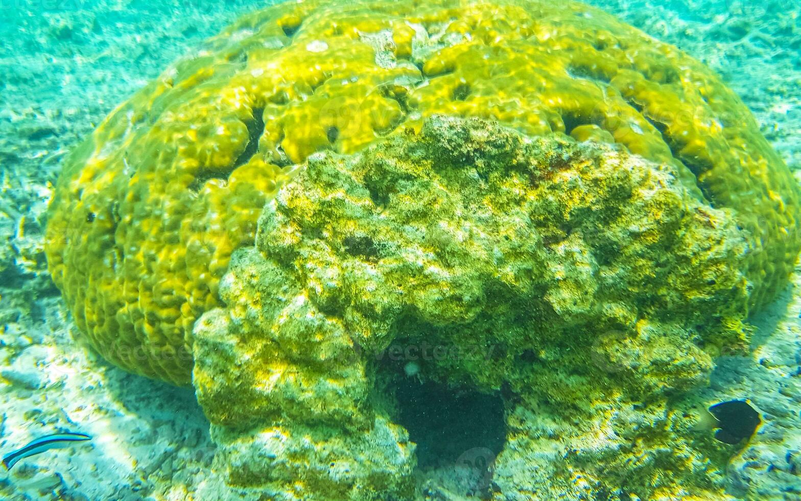 snorkeling embaixo da agua Visualizações peixe corais turquesa água Rasdhoo ilha Maldivas. foto