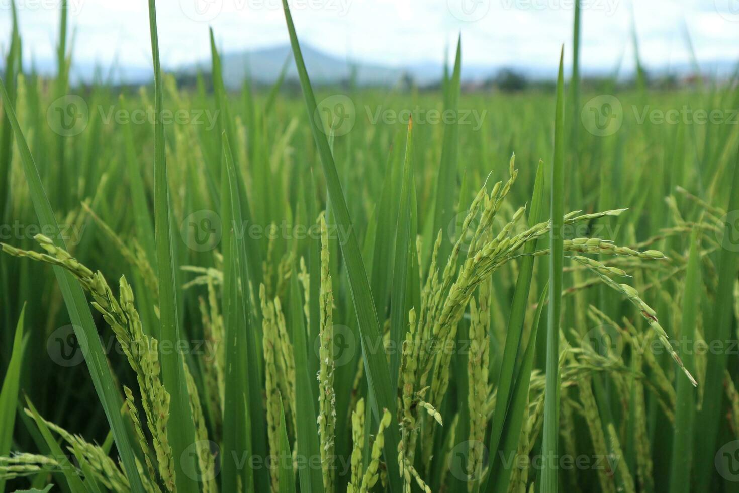 arroz plantas estão pronto para estar colhido foto