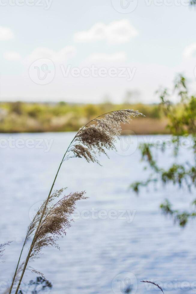 grama de pampas no lago, juncos, sementes de cana. os juncos no lago balançam ao vento contra o céu azul e a água. fundo natural abstrato. belo padrão com cores brilhantes foto