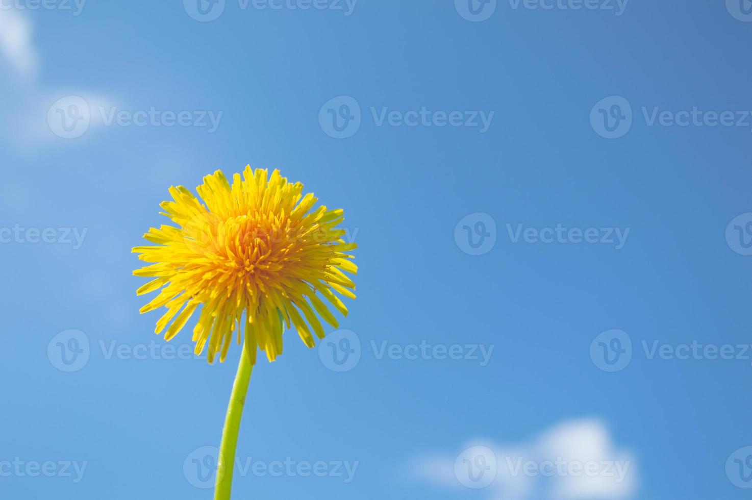 flor amarela desabrochando de dente de leão com céu azul no fundo foto