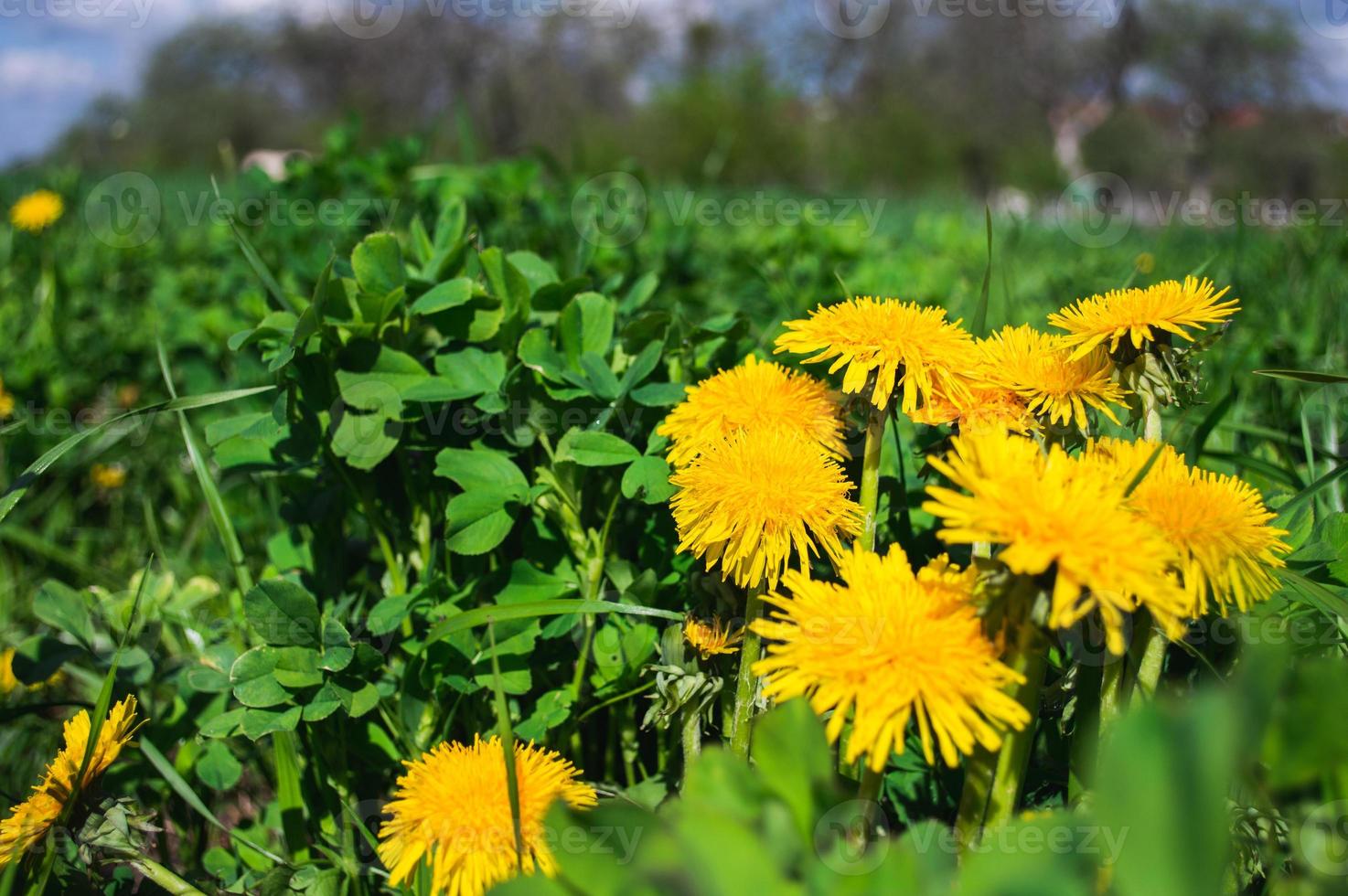 flor amarela desabrochando de dente de leão em campo verde foto