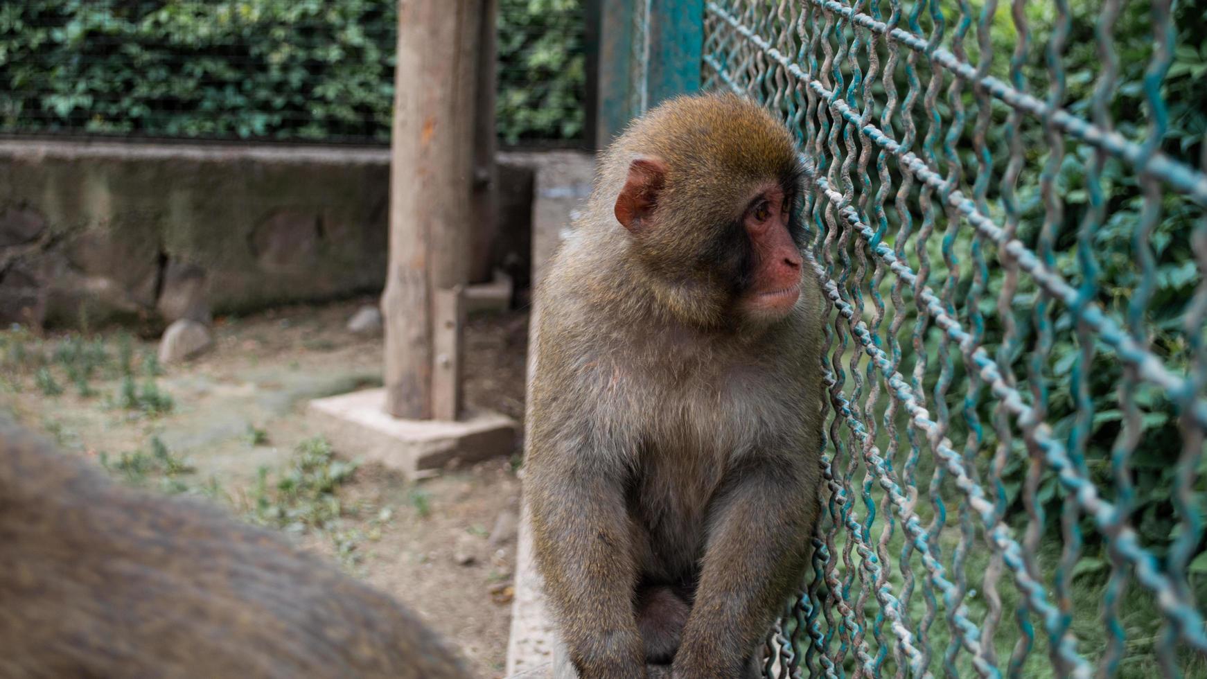 rosto triste de macaco-prego na gaiola sentado na cerca foto