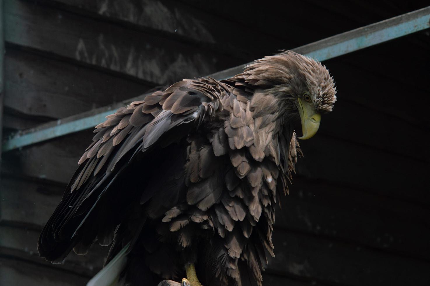 close up adulto da águia-de-cauda-branca. águia ucraniana foto