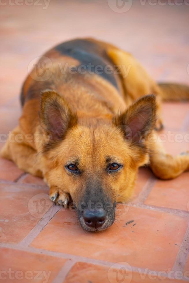 cão pastor alemão deitado no chão. foto