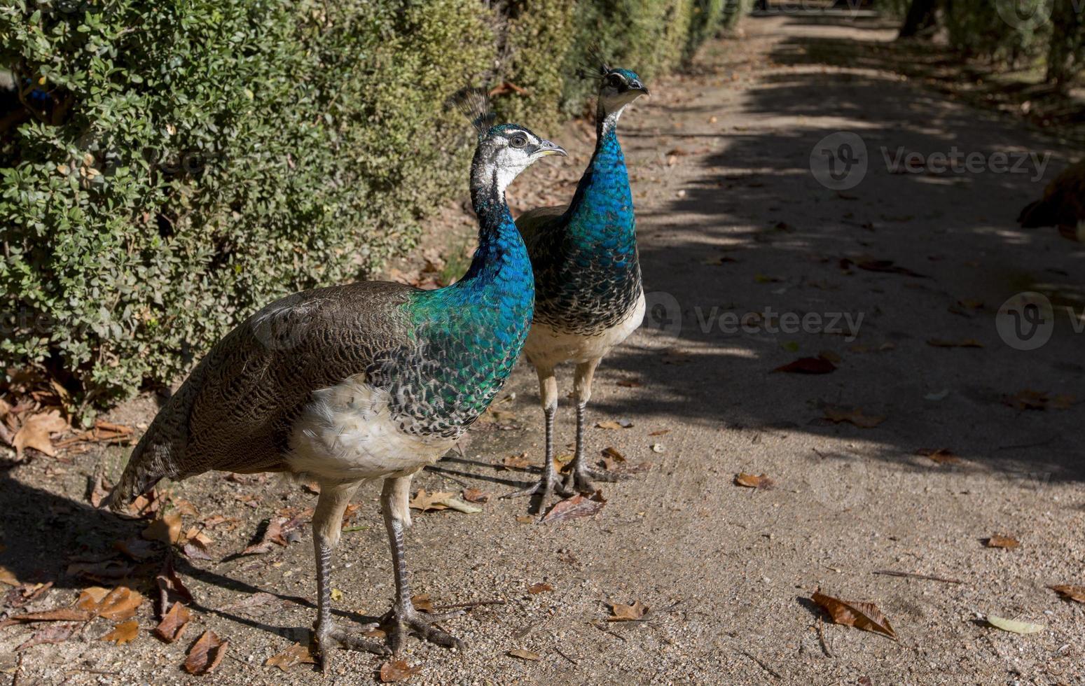 pavões em um parque em madri, espanha foto