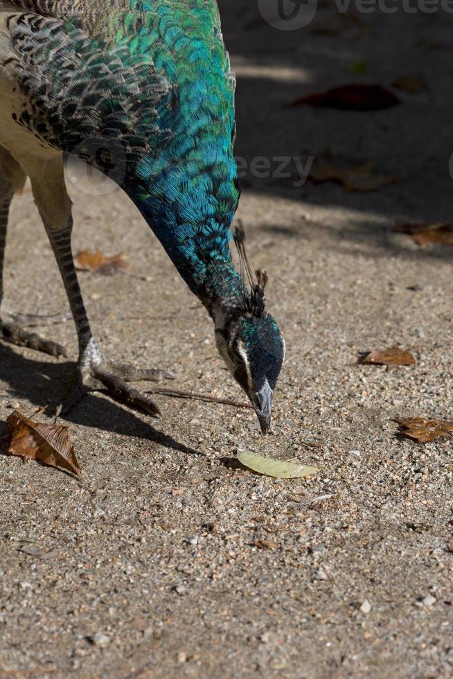 pavão em um parque em madri, espanha foto