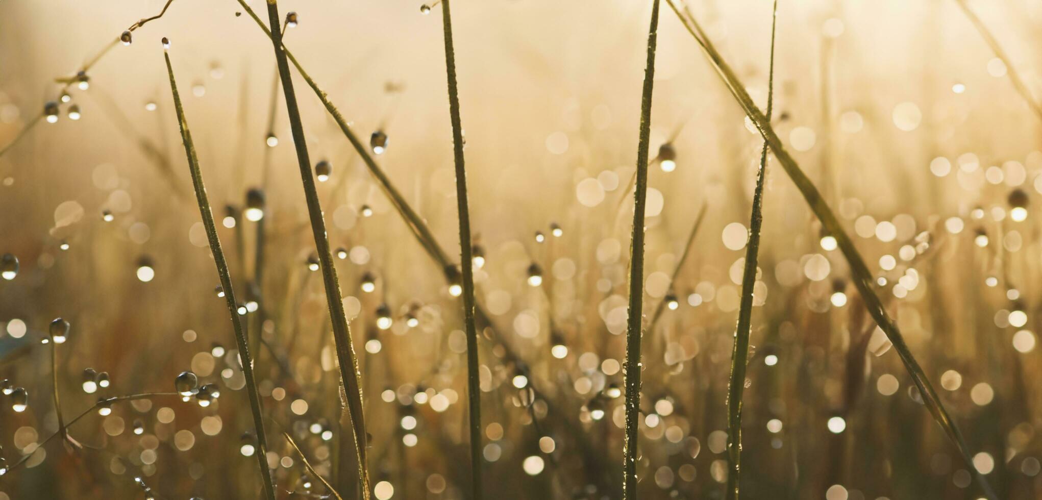 gotas do orvalho em a topo do a Relva bokeh água gotas névoa 3d ilustração foto