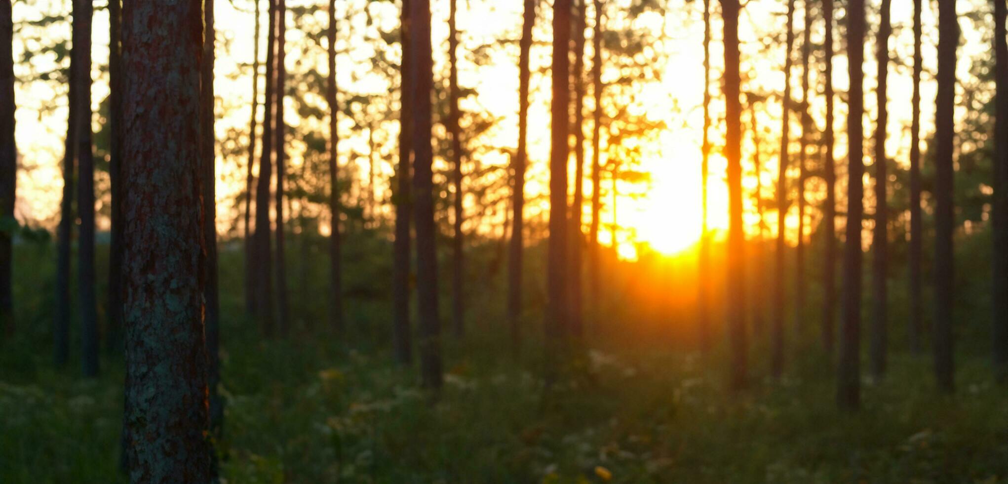 pôr do sol dentro a pinho floresta a tarde céu é laranja floresta dentro verão 3d ilustração foto