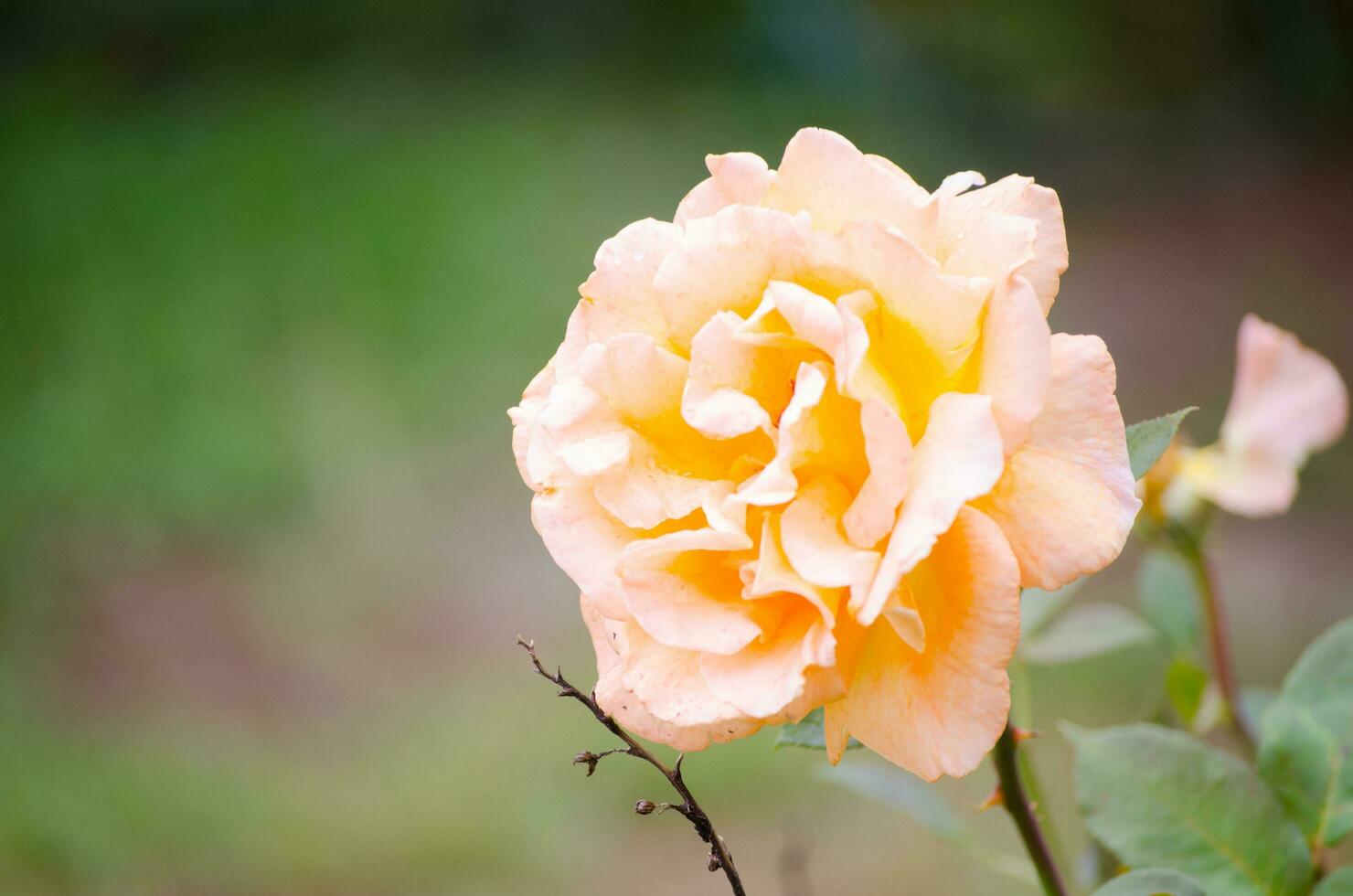 lindo híbrido laranja amarelo rosa dentro uma Primavera estação às uma botânico jardim, é a informal hortícola classificação para uma grupo do jardim rosas. foto