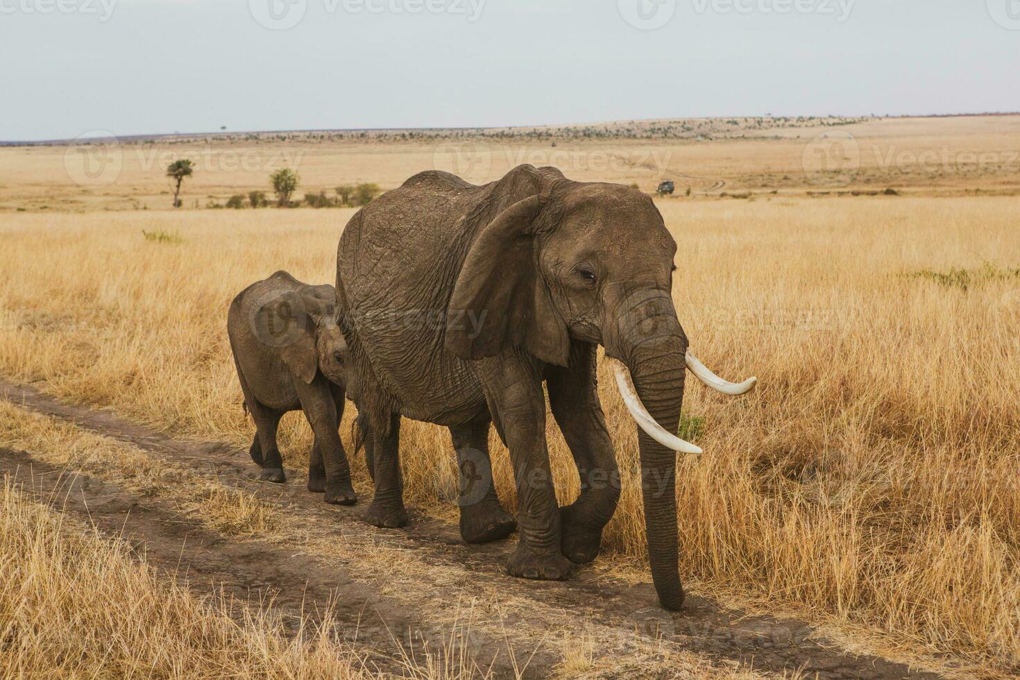 safári através a selvagem mundo do a maasai mara nacional parque dentro Quênia. aqui você pode Vejo antílope, zebra, elefante, leões, girafas e muitos de outros africano animais. foto