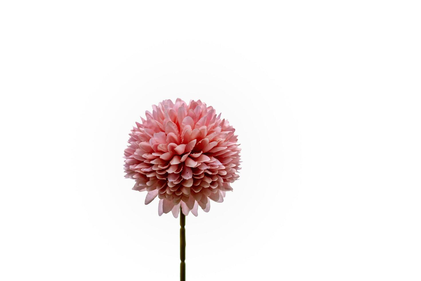 flores rosa isoladas no fundo branco foto