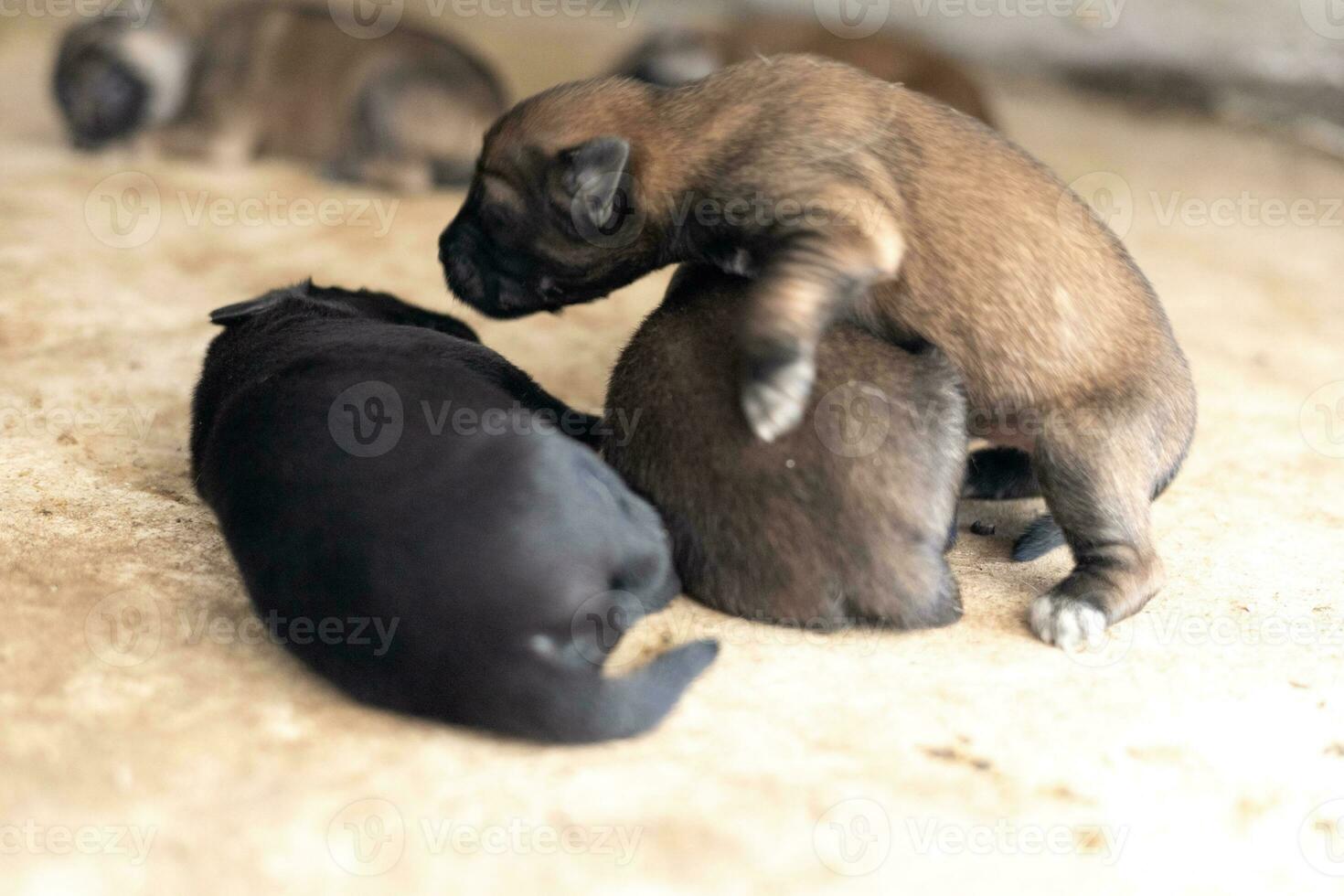 a pequeno cachorro é dormindo pacificamente depois de isto é cheio do leite. foto