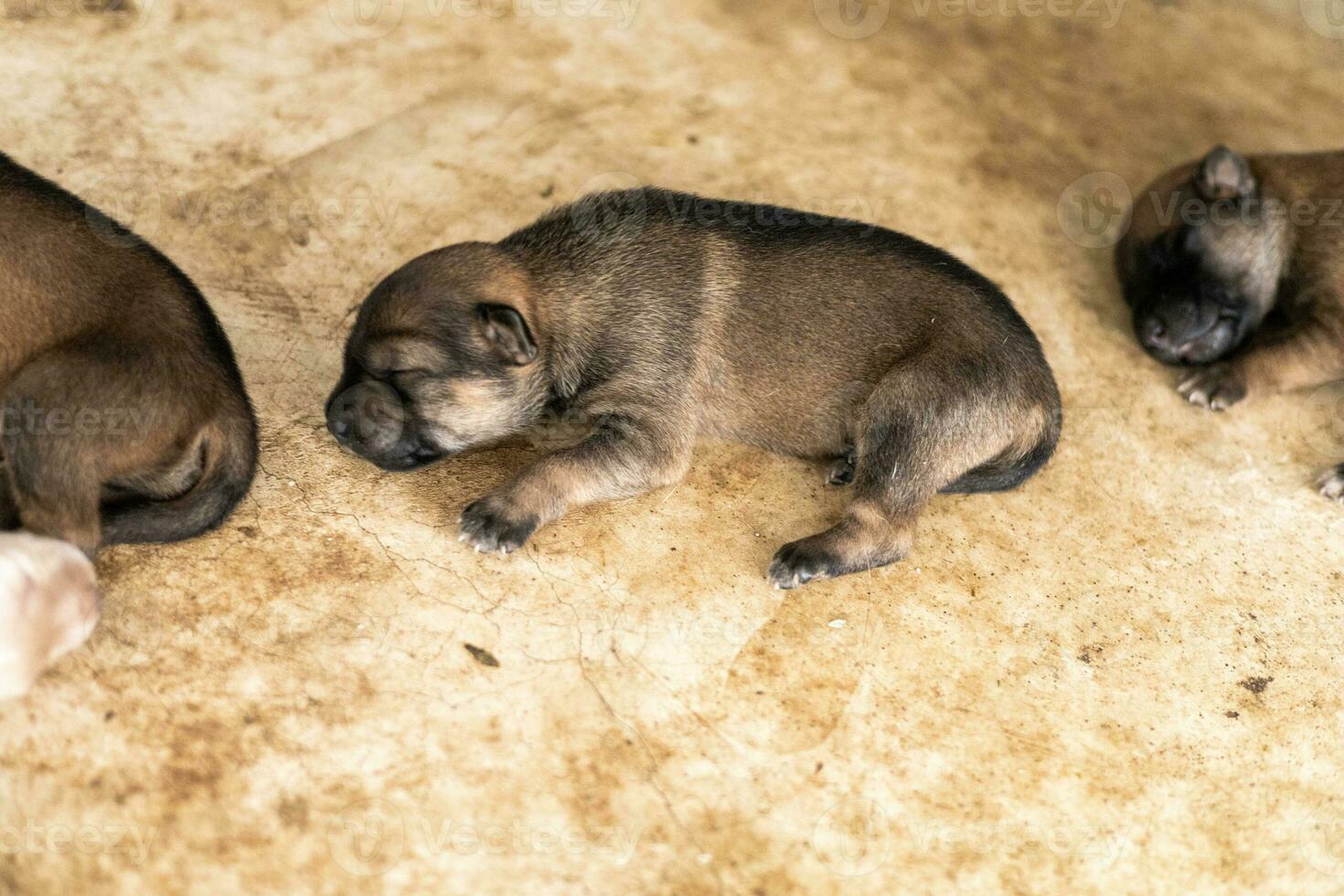 a pequeno cachorro é dormindo pacificamente depois de isto é cheio do leite. foto