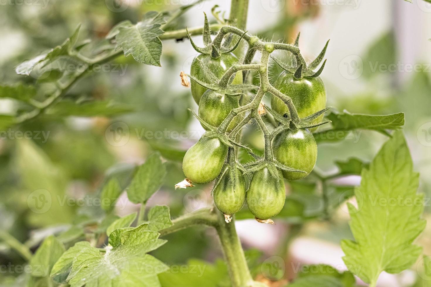 tomates verdes verdes pendurados em um galho de arbusto em uma estufa. conceito de colheita e jardinagem foto