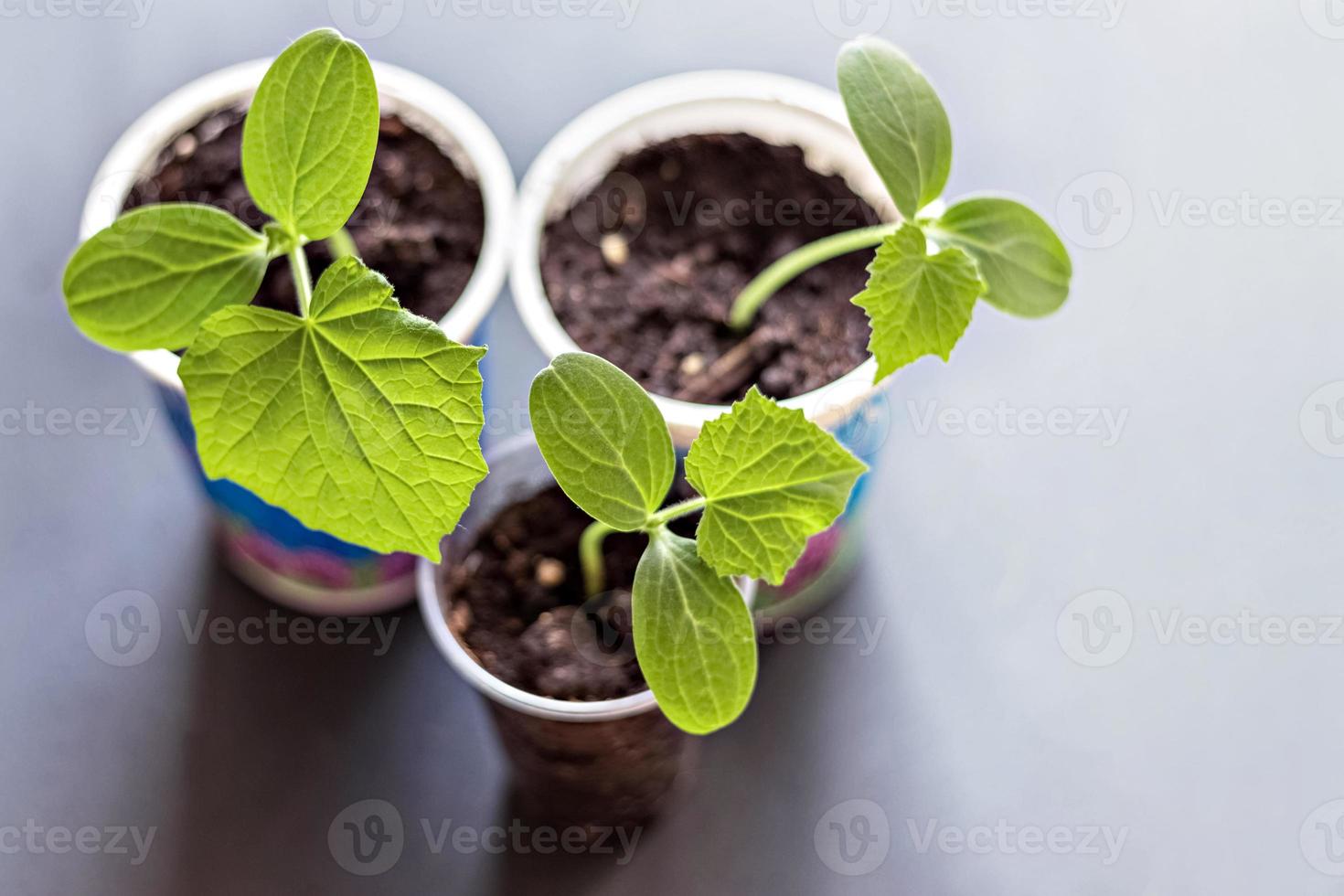 brotos de vegetais. crescendo mudas de pepino jovens em copos. conceito de horticultura e colheita. foto