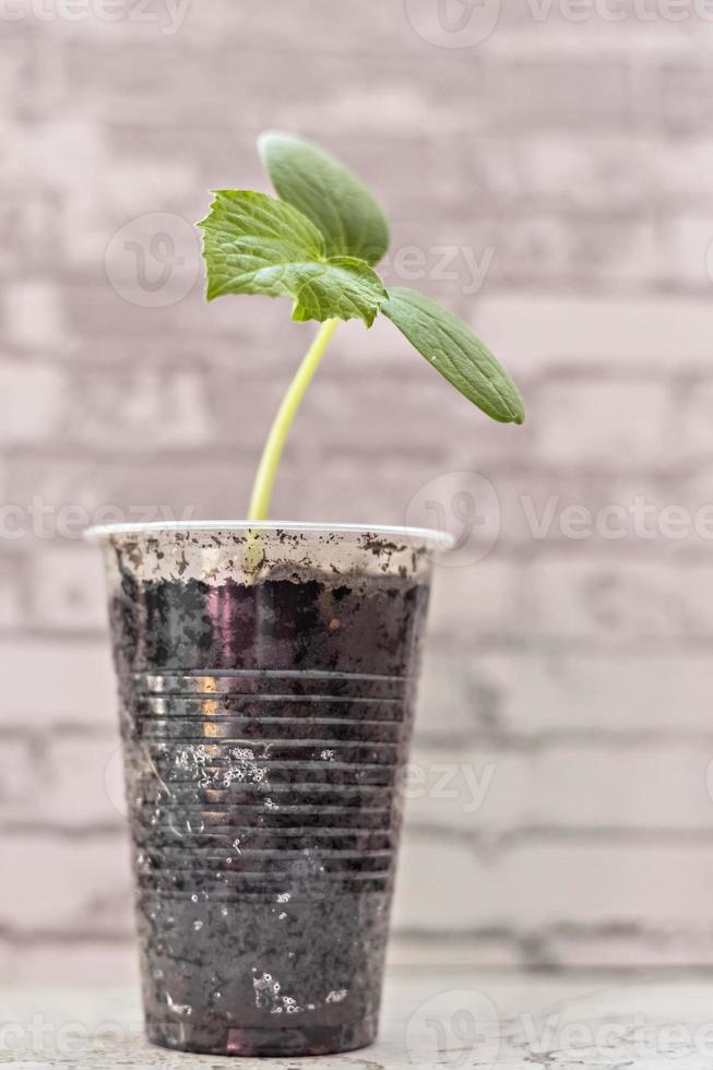 broto de vegetal. crescendo mudas de pepino jovens em copos. conceito de horticultura e colheita. foto