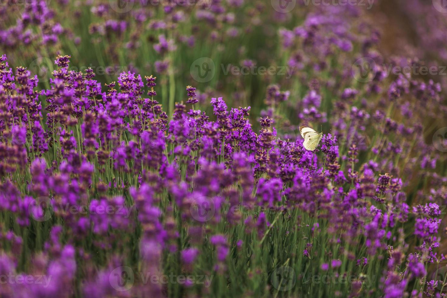 campo de lavanda em provence, florescendo flores de lavanda perfumadas violetas. lavanda crescendo balançando com o vento no céu do pôr do sol foto