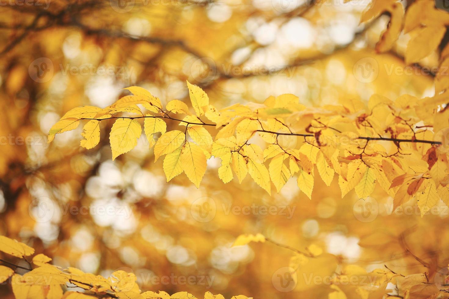 fundo de folhagem abstrato, lindo galho de árvore na floresta outonal, luz do sol quente e brilhante, folhas de bordo secas de laranja, temporada de outono foto