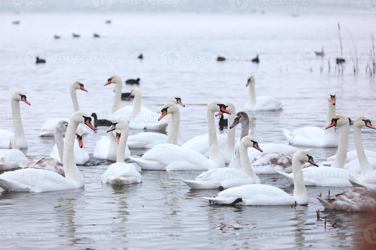 rebanho de cisne branco na água da nascente. cisnes na água. cisnes brancos. lindos cisnes brancos flutuando na água. cisnes em busca de comida. foco seletivo foto