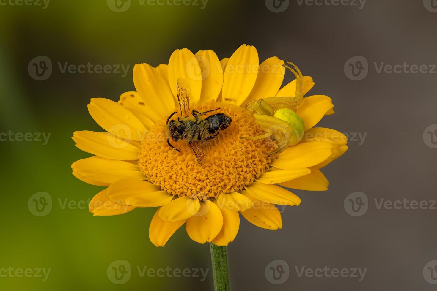 flor-caranguejo aranha com presa no áster foto