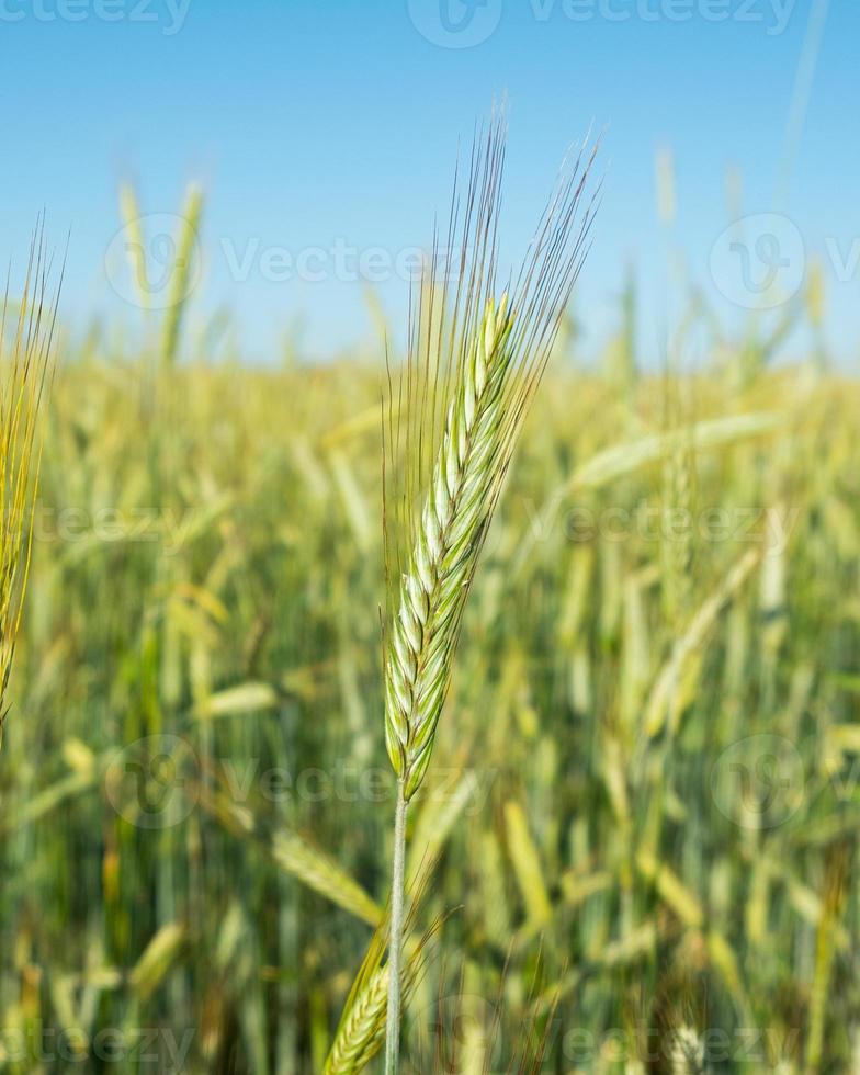 campo de trigo jovem, espigas de trigo close-up foto