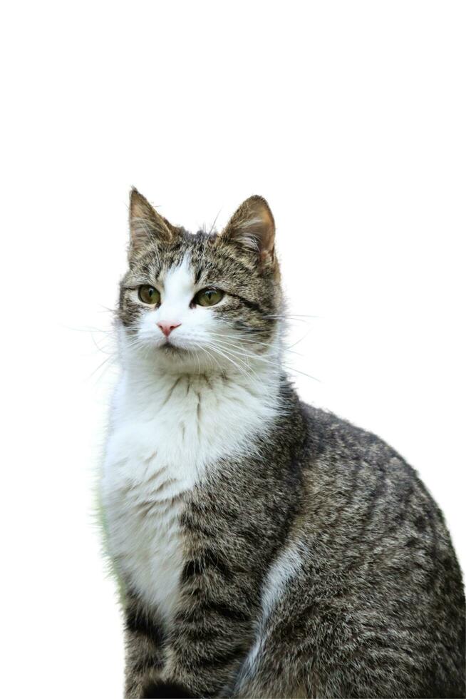 uma fechar acima do uma gato e branco fundo animal natur foto