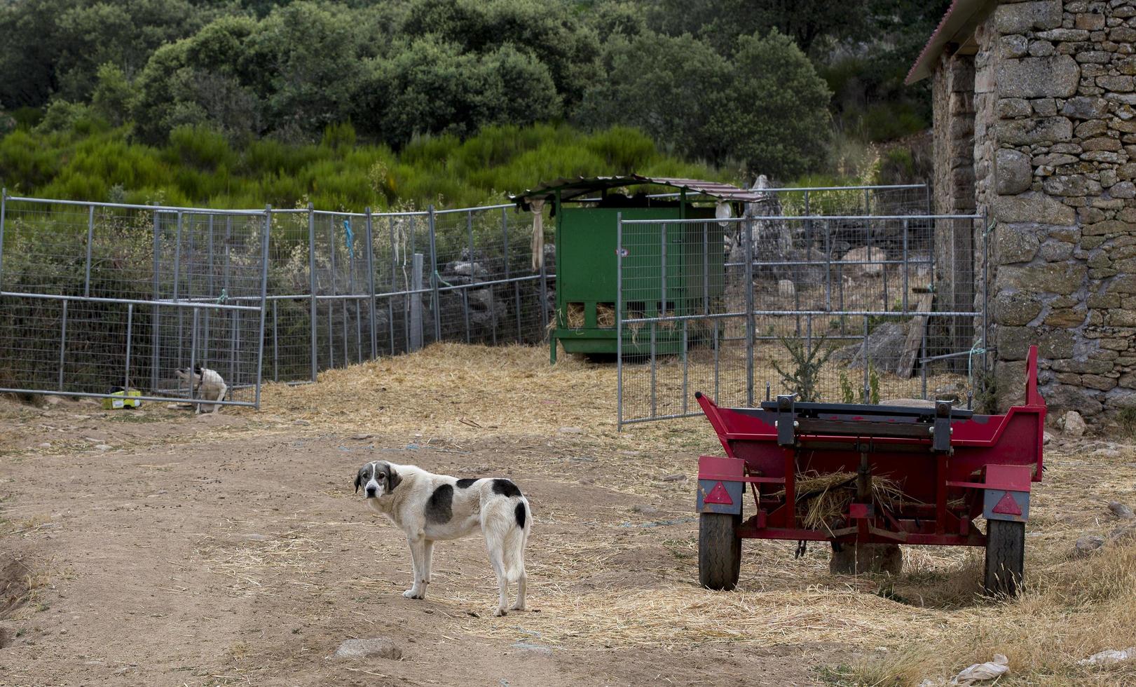 cão de quinta no meio rural, portugal foto