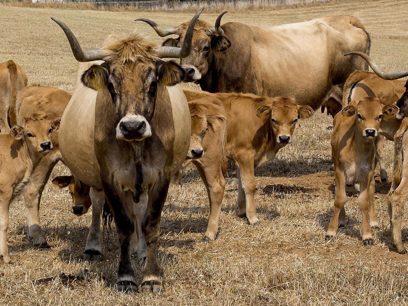 rebanho de vacas da raça mirandesa em portugal foto