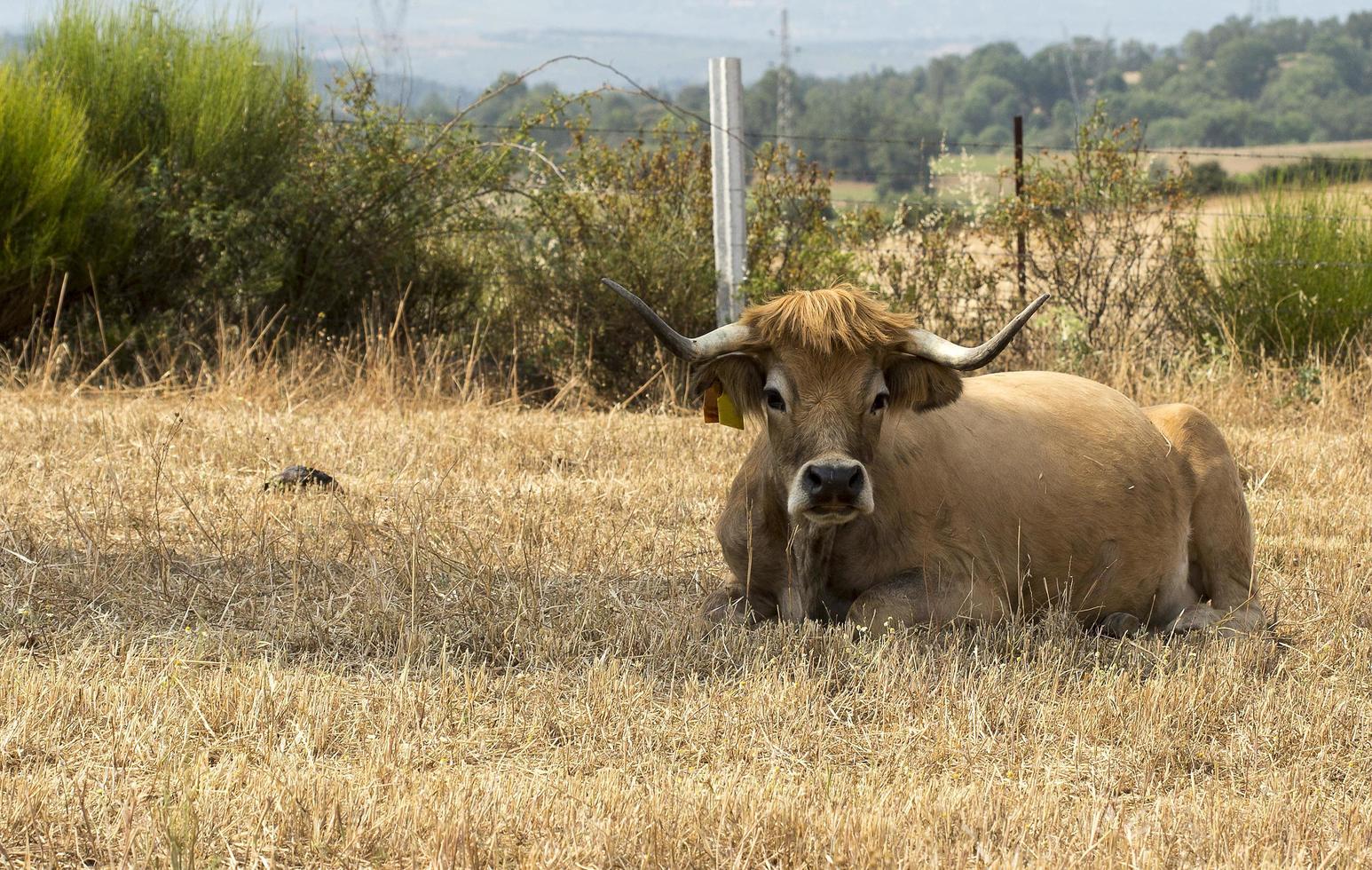 vaca da raça mirandesa em portugal foto