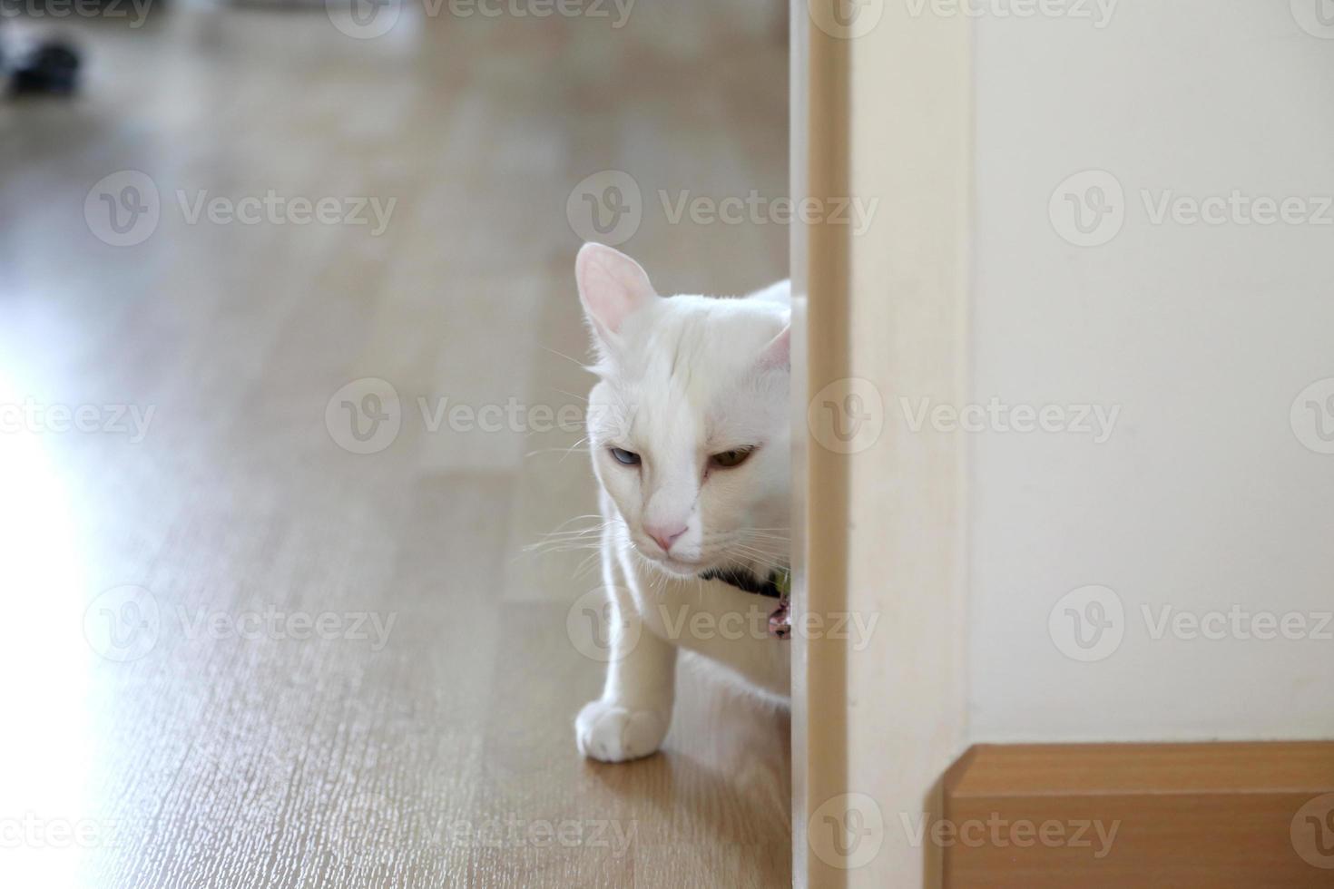 gato em casa foto